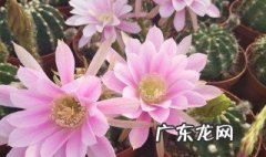 哪几种多肉开花漂亮 哪几种多肉开花漂亮又好看