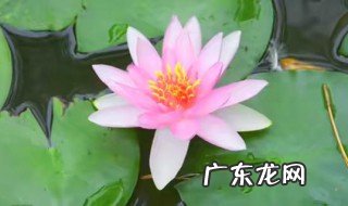 睡莲第二年还开花吗 睡莲第二年还开花吗