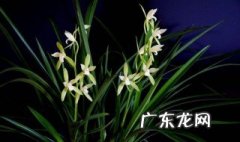 兰花墨宝开花有香味吗视频 兰花墨宝开花有香味吗