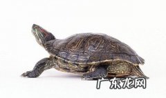 乌龟吃小蝌蚪应该怎么吃的 乌龟吃小蝌蚪应该怎么吃的图片