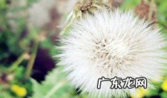 蒲公英根和陈皮的功效与作用 蒲公英根和陈皮的功效与作用一样吗