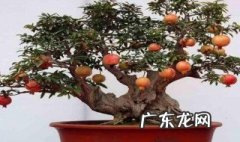 石榴树可以在室内养吗? 石榴树在屋里养行不行