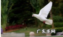 杀鸽子要放血吗 杀鸽子要放血吗视频