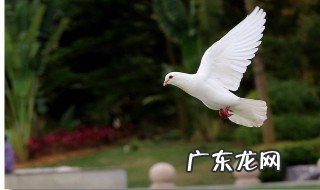 杀鸽子要放血吗 杀鸽子要放血吗视频