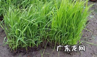 稻苗苗床除草用什么药 稻苗在苗床有草用什么除草剂