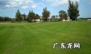 园林绿化的都种什么草类 园林绿化的都种什么草