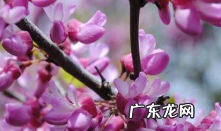紫藤繁殖方法有哪些种类 紫藤繁殖方法有哪些