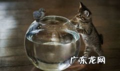 想办野生动物驯养证怎么办理 想办野生动物驯养证怎么办