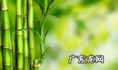 竹子什么季节开花 竹子什么季节开花结果
