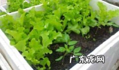 塑料种植箱有毒吗 塑料种植箱的优缺点