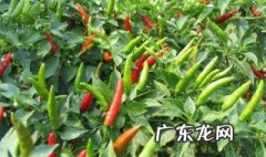 辣椒在哪些地方广泛种植 辣椒在什么地方