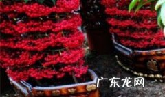 富贵子为啥果子黑了 富贵子为啥果子黑了不能吃