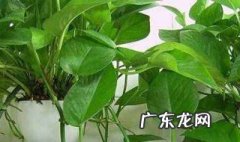 家居可以盆栽哪些植物 家居最适合的盆景植物