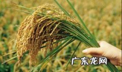 越南一年产几季稻子 越南一年产几季稻