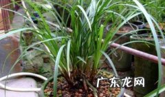 兰花喜欢酸性土壤吗为什么 兰花喜欢酸性土壤吗