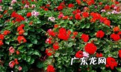 天竺葵能淋雨吗 天竺葵可以淋雨水吗