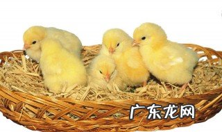 小鸡吃碎玉米消化好吗 小鸡吃玉米渣吗