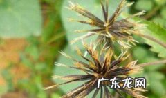 鬼针草的养殖方法和注意事项 鬼针草的养殖方法和注意事项有哪些