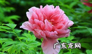 牡丹花的生长环境 牡丹的生长环境