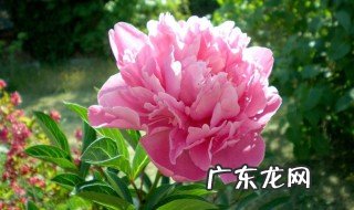 牡丹象征什么精神品质 牡丹象征什么精神品质的人