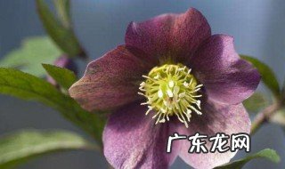 生辰花和诞生花的区别 生辰花和生日花一样吗
