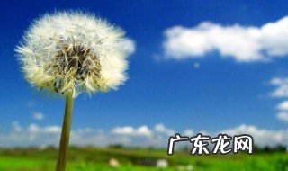 什么花的花语是我不等你了歌词 什么花的花语是我不等你了