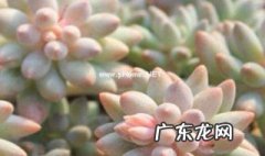 多肉开花了怎么施肥视频 多肉开花了怎么施肥
