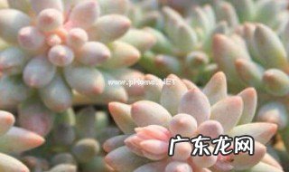 多肉开花了怎么施肥视频 多肉开花了怎么施肥