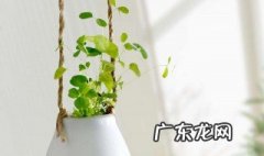 水培种子有哪些品种 水培种子有哪些