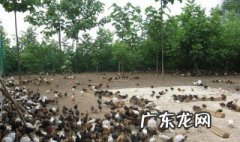 养殖环保证怎么办理的 养殖环保证怎么办理