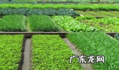 农家菜园子怎么种漂亮又好看 农家菜园子怎么种漂亮