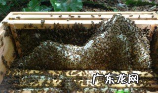 中蜂多久清理一次蜂箱 中蜂多久清理一次蜂箱最好