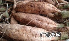 葛根又叫 葛根俗称叫啥