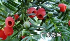 红豆杉怎么配土种 红豆杉怎么配土