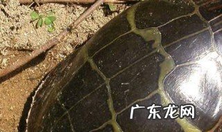 塑料盆可以养乌龟吗 塑料盆可以养龟吗?
