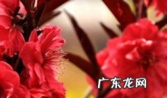 鸡蛋碧桃怎么养 碧桃怎么养