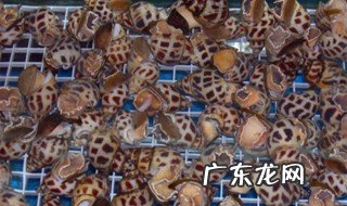 东风螺如何养殖 东风螺的养殖要点有哪些?