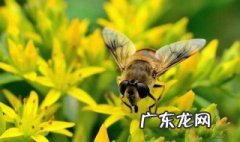 新蜜蜂认巢一般几天 新蜜蜂认巢一般几天可以吃