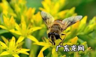 新蜜蜂认巢一般几天 新蜜蜂认巢一般几天可以吃