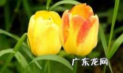 郁金香好养活吗?放屋里合适吗 郁金香好养活吗