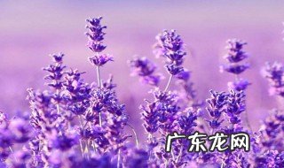 熏衣草南方可以种吗 熏衣草在南方种植技巧有哪些?
