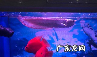 龙鱼配什么鱼最上档次 银龙鱼和什么鱼混养好
