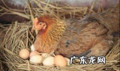 蛋鸡抱窝是怎么回事儿 产蛋鸡抱窝怎么治