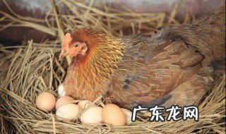 蛋鸡抱窝是怎么回事儿 产蛋鸡抱窝怎么治