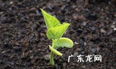 如何改善土壤透气性 改善土壤透气性渗水性