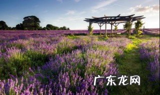 湖北适合种什么花 湖北适合种什么花树品种