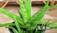 芦荟用什么水浇长的快 芦荟用什么水浇长得快