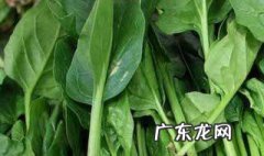 菠菜榨汁需要放水吗为什么 菠菜榨汁需要放水吗