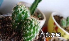 仙人球放在什么位置好看 仙人球放在什么位置好