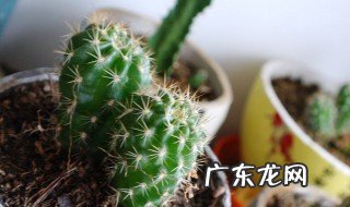 仙人球放在什么位置好看 仙人球放在什么位置好